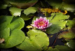 下载壁纸 睡莲,  睡莲,  花,  植物群 免费为您的桌面分辨率的壁纸 2983x2040 — 图片 №627314