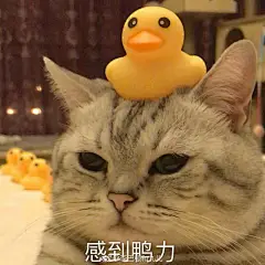 表情包