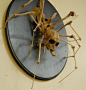 motion image of spidermonkey by resonanteye