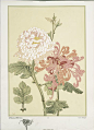 Chrysanthèmes : One of hundreds of thousands of free digital items from The New York Public Library.