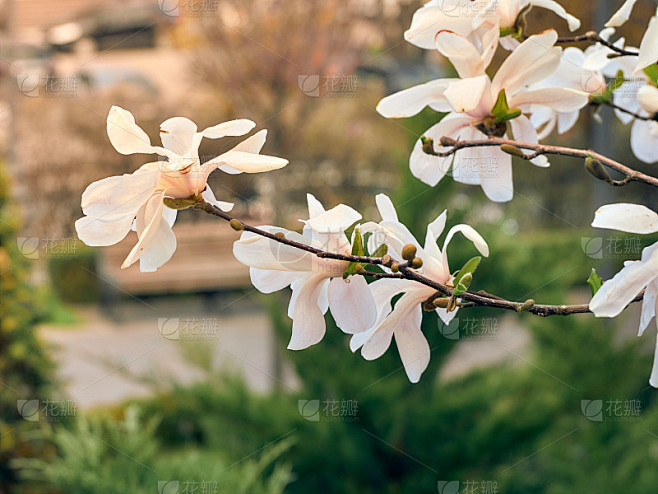 特写木兰花。
