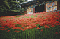 彼岸花與古寺 ​​​​