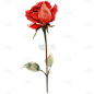 植物通用插画单枝玫瑰元素素材