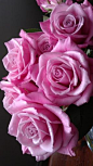 Pink roses: 