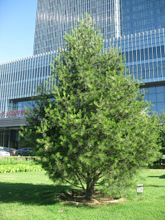 Neeat采集到植物品种