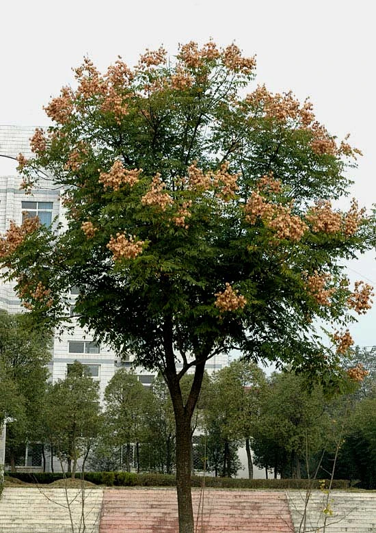 栾树-花瓣网