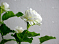 白色的茉莉花，绿叶，白色背景
