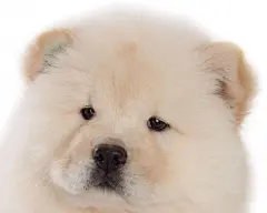 可爱的松狮犬桌面高清壁纸桌面壁纸4