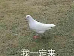 鸽子表情包_百度图片搜索