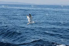 海鸥在蓝色背景的海面上飞翔