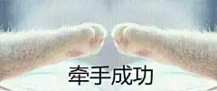 最新可爱的猫爪牵手表情包下载 签宝宝的手猫咪表情包
