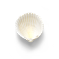 超高清 海星 海螺 贝壳 珊瑚 海马等 航洋生物主题 png元素 shell-71