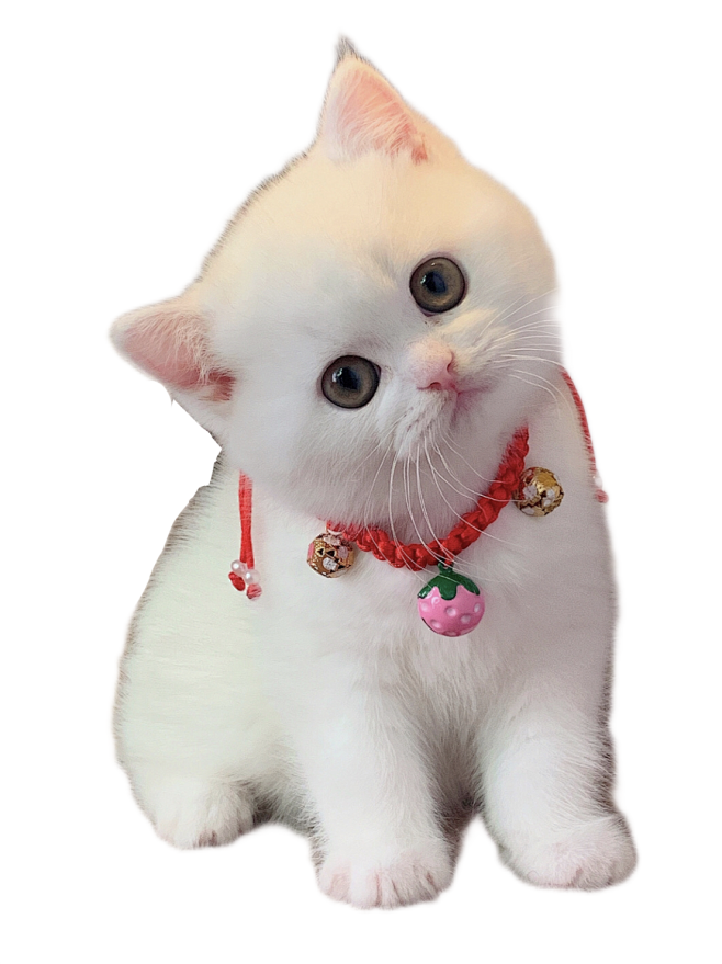 猫咪png (19)