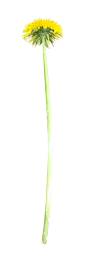 花枝花草免抠PNG图片素材（第③集)