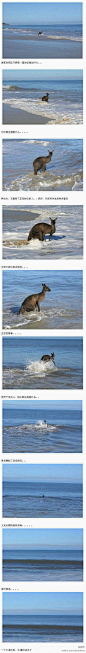 在澳大利亚的一个海滩上，一名游客突然发现了这只抑郁的袋鼠，它在海边站立了好久，于是拿起相机拍摄，谁知看到的竟是让他都觉得不可思议的这一 幕。。事后，据动物学家介绍，动物有时也会患上抑郁症，有些也会选择自杀的方式了结此生。