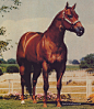 showgirlglitz:

Smooth Town
(Little Town x Winken Toni)
1979 World Champion Halter 3 Year Old Stallion