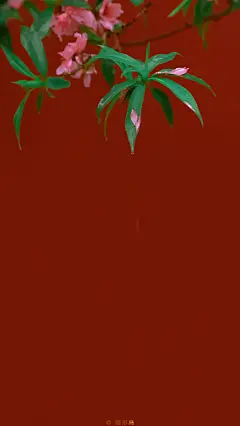 五月：如春清平，似花鸣盛。
紫禁城。手机壁纸。#遇见春光# ​​​​