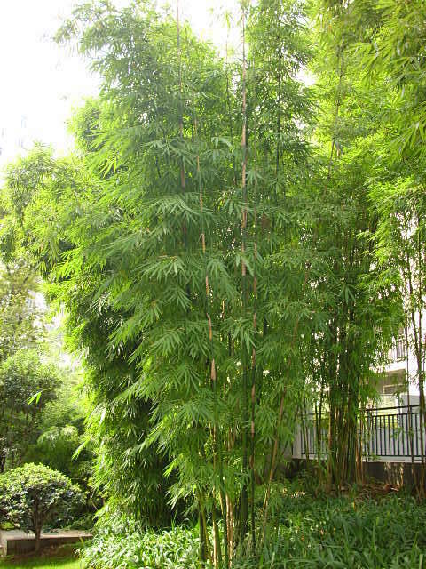 慈竹