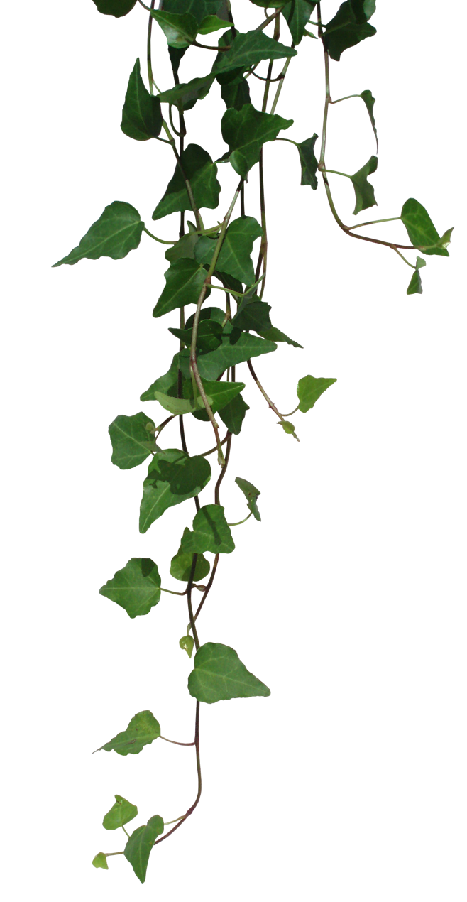 藤蔓植物绿植绿叶摆件装饰