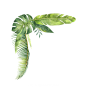 水彩 花圈 热带雨林 动物 植物 鸟类 烈火鸟 冰淇淋 PNG免抠图 wreath 8