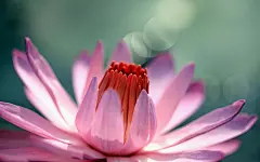 绿色护眼高清花卉植物图片桌面壁纸