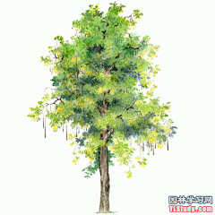最全100-1张精美园林植物水彩效果图（拉丁名+种名） - 手绘效果图 - 园林学习网 - 10年专注！最大最精最专一的园林景观行业交流平台 - 手机版