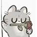横滨三花猫