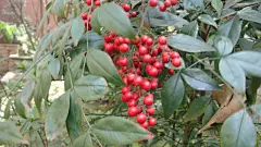 南国红豆特写桌面高清壁纸桌面壁纸2