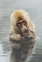 mstrkrftz: Japanese Macaque showing middle... - Some people feel the rain. Others just get wet.