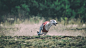 Whippet dog. Coursing by Aleksandr Krushelnyckyi on 500px