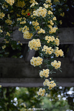 Jinmio采集到花鸟