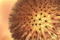 Brown Dandelion