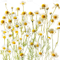 植物通用实景雏菊花花朵元素素材