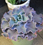 高砂之翁（Echeveria cv. Takasagonookina……_来自SJ_敏的图片分享-堆糖网