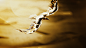 arabic c4d CGI desert eagle etihad gold octanerender   Promotion UAE