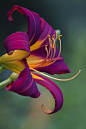 stunning bright purple and yellow Lily - I love Daylillies. They never let you down.: 