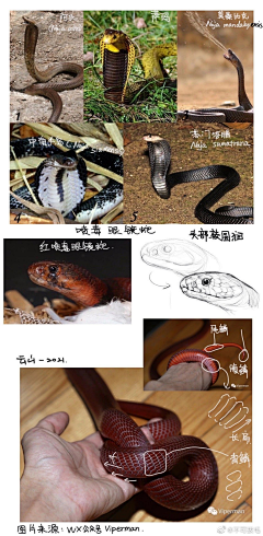 酢浆草蛋糕采集到动物