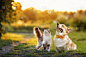 可爱的毛茸茸的朋友，一只猫和一只狗在一个阳光明媚的夏天抓一只飞舞的蝴蝶