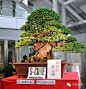 上面这盆是日本盆栽界公认的最贵的盆栽，估价一亿日元（一亿日元约合650万人民币）。