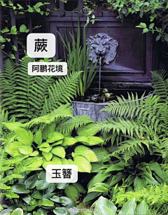 嵩云居士采集到植物搭配