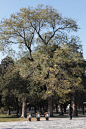 the temple of heaven，the heaven of heart,天坛, 茕茕兔在走路旅游攻略