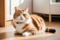 家猫猫科动物室内小猫摄影图图片