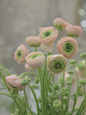 花毛茛（学名：Ranunculus asiaticus）又称芹菜花、波斯毛茛，昆明地区俗称“洋牡丹”，是毛茛科花毛茛属多年生宿根草本花卉。花毛茛原产于地中海沿岸，法国、以色列等欧洲国家已广泛种植，目前世界各国均有栽培。