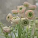 花毛茛（学名：Ranunculus asiaticus）又称芹菜花、波斯毛茛，昆明地区俗称“洋牡丹”，是毛茛科花毛茛属多年生宿根草本花卉。花毛茛原产于地中海沿岸，法国、以色列等欧洲国家已广泛种植，目前世界各国均有栽培。