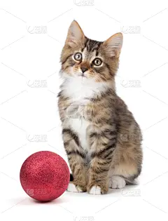 白色,小猫,可爱的,圣诞装饰,垂直画幅,美,贺卡,褐色,圣诞卡,坐