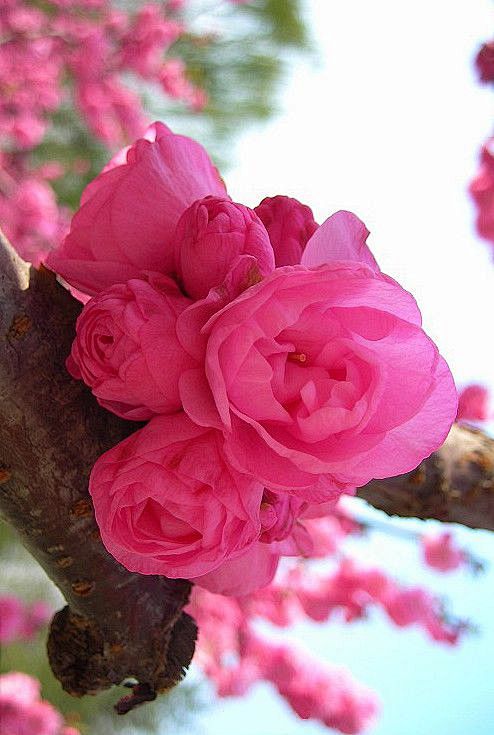 春暖了，花开了
