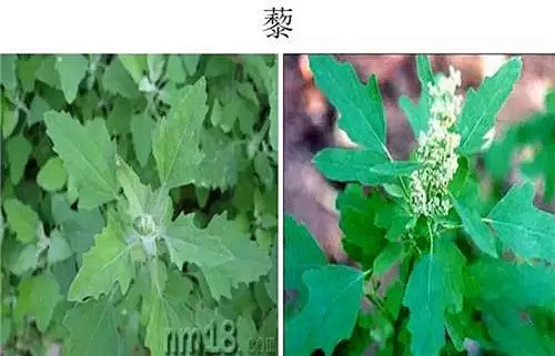 景观派