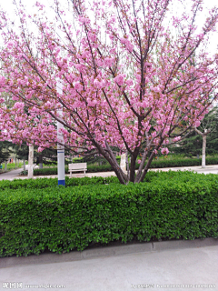 青青草0726采集到植物造景