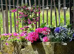 花盆 多彩多姿的 夏天 开花 美丽的花朵 花壁纸 有色 自然