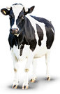 cow-839